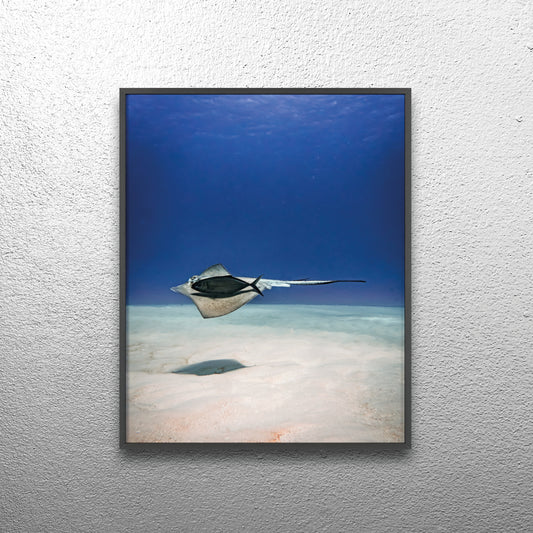 Aquatic Friends – Cozumel, Druck mit Holzrahmen, Wanddekoration für Zuhause
